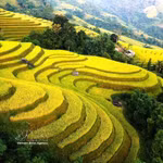 Provincia de Tuyen Quang luce sus arrozales en terrazas doradas