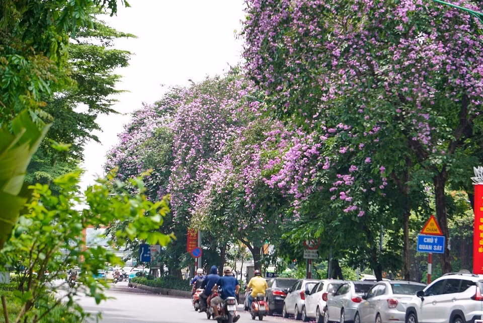 Flores brotan a lo largo de la calle Kim Ma. Foto: Khanh Hoa - VNA