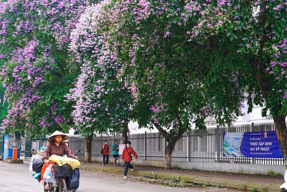 La flor de reina brota, lo que indica la proximidad de los días más brillantes del verano. Foto: Khanh Hoa - VNA