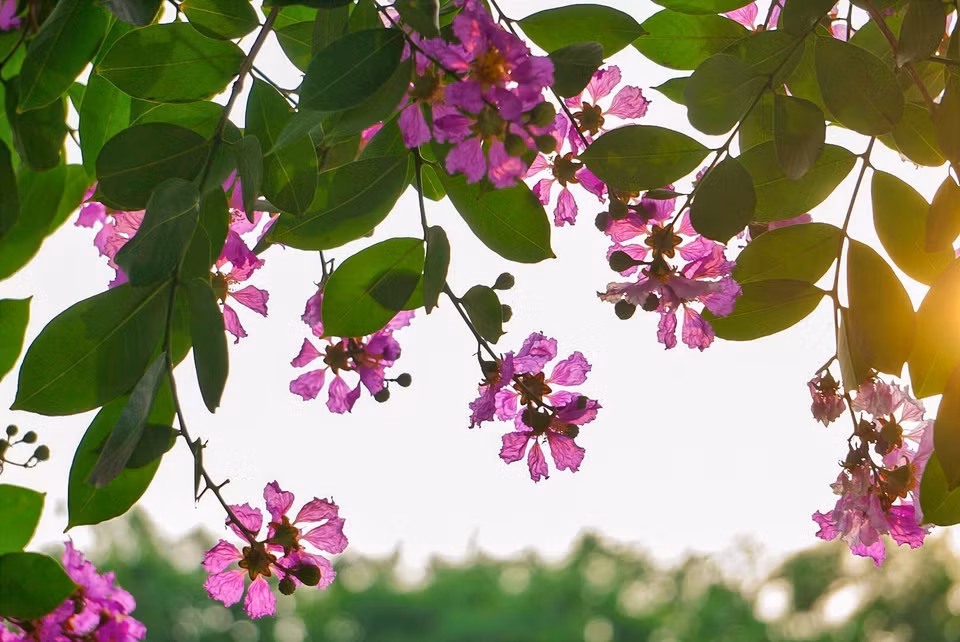 Además del color púrpura principal, las flores también ostentan colores blanco y rosa. Foto: Khanh Hoa - VNA
