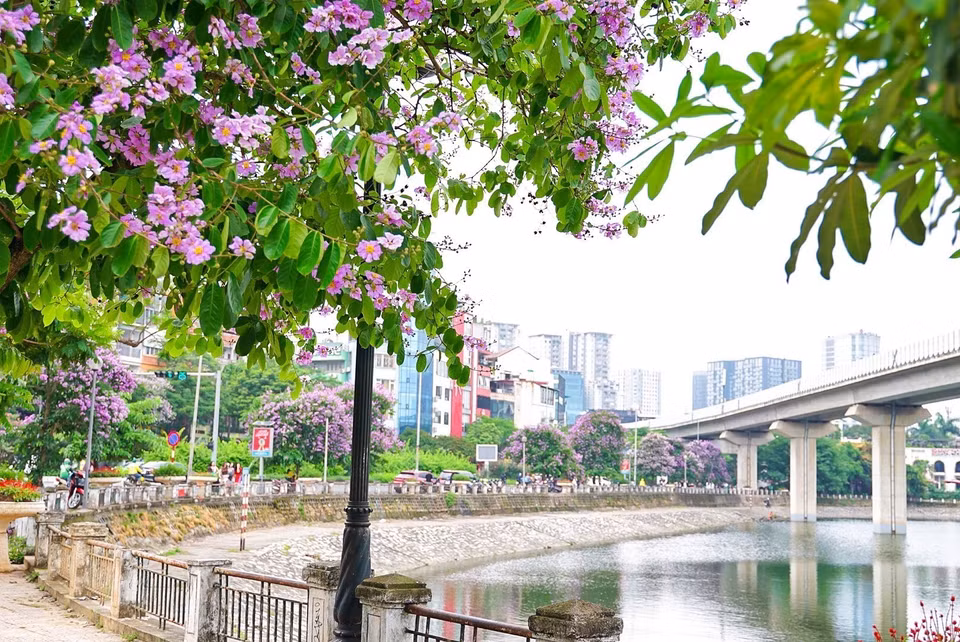 El color púrpura de las flores alrededor del lago Hoang Cau. Foto: Khanh Hoa - VNA