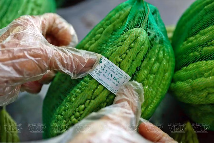 Antes de llegar al mercado, todas las frutas y verduras de la Corporativa Van Duc cuentan con una etiqueta de trazabilidad clara. (Foto: VNP/VNA)