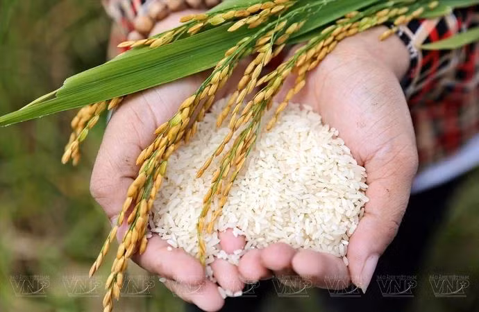 Desde 2016, la comuna de Tam Hung en el distrito de Thanh Oai ha implementado un modelo estándar VietGAP para producir arroz aromático Boi Khe, que cubre 25 hectáreas y produce de 11 a 12 toneladas por hectárea al año. (Foto: VNP/VNA)