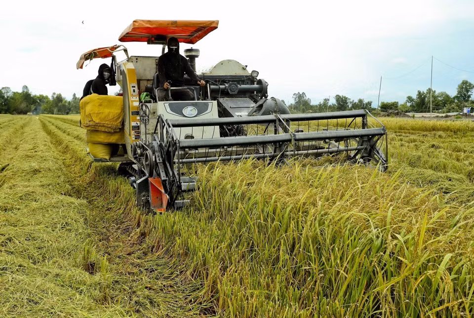 Agricultores de la provincia sureña de Hau Giang implementan el "Modelo inteligente de cultivo de arroz húmedo y seco" en la cosecha de verano-otoño de 2024, generando así mayores rendimientos de granos en comparación con la siembra tradicional. (Fuente: VNA)