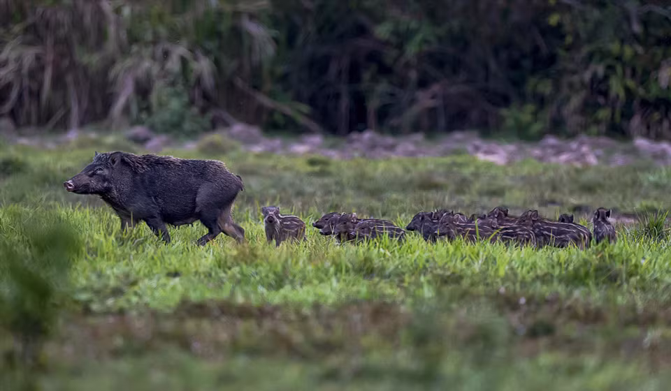 En el Parque Nacional de Cat Tien se conservan jabalíes, ciervos y aves raras. (Fuente:VNA)