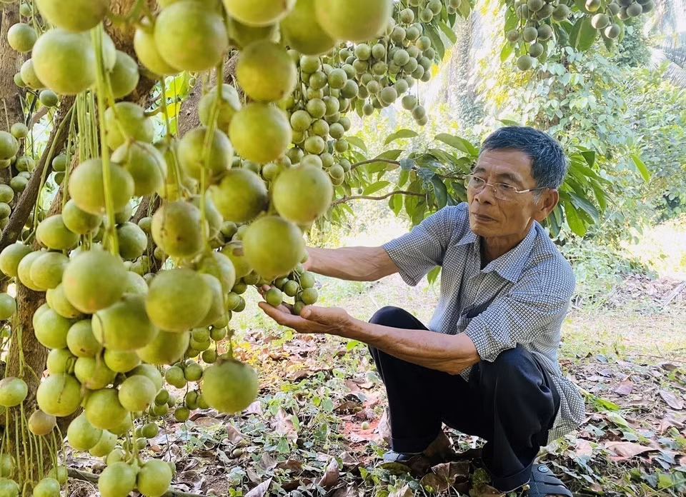 Dang Van Cap, oriundo de la comuna de An Tuong Dong, distrito de Hoai An, provincia central de Binh Dinh, se convirtió en un agricultor multimillonario, gracias al modelo de cultivo intercalado de árboles frutales en una superficie de 12 hectáreas. (Fuente: VNA)