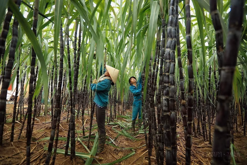 Agricultores del distrito de Cao Phong, provincia norteña de Hoa Binh, cosechan caña de azúcar en el periodo 2023-2024. (Fuente: VNA)