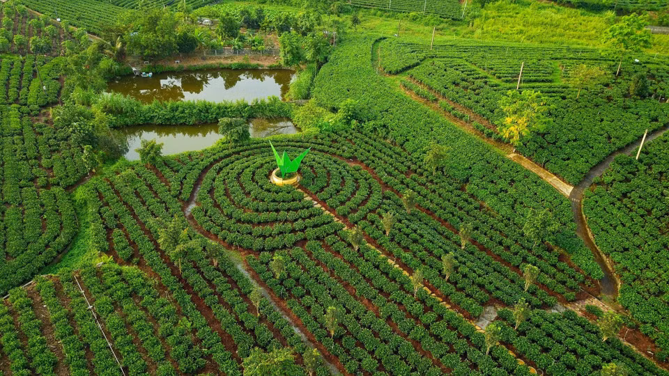 El árbol del té Tan Cuong ha contribuido a cambiar significativamente el rostro de la tierra al oeste de la ciudad de Thai Nguyen, convirtiéndose en una planta de "enriquecimiento" para muchos hogares, generando miles de dólares en ingresos cada año a partir de los negocios de productos procesados ​​a partir del té. (Fuente:VNA)