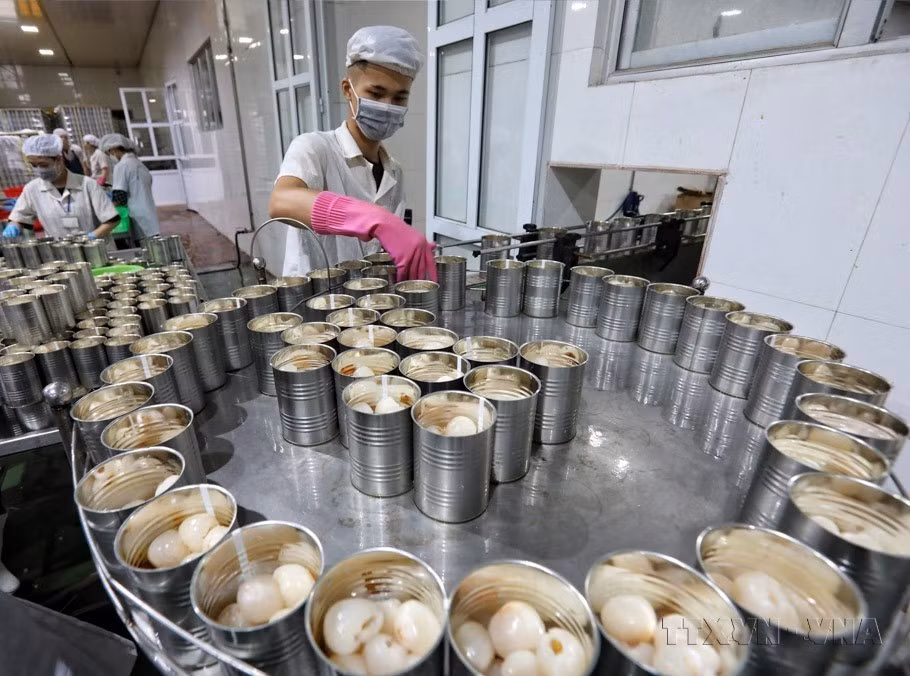 En los últimos años, numerosos productos vietnamitas, incluidos café, verduras-frutas, arroz y madera están "en auge" con aumentos notables en exportación. En la foto: Línea de enlatado de lichi para exportación en la empresa de Importación y Exportación de Alimentos (Luc Ngan, Bac Giang), a los mercados de la Unión Europea, Corea del Sur, Japón y Australia. (Fuente:VNA)