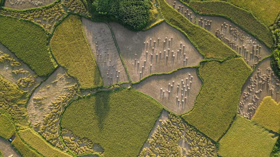 Imagen de la cosecha en los campos en la comuna de Phong Nam. (Fuente: Revista Vietnam)