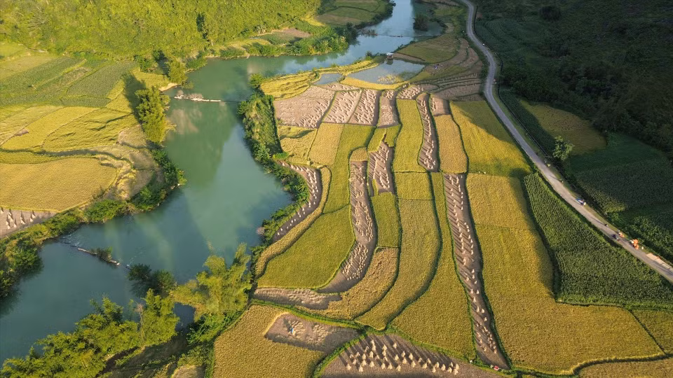 Campos de arroz “dorados” en la comuna de Phong Nam. (Fuente: Revista Vietnam)