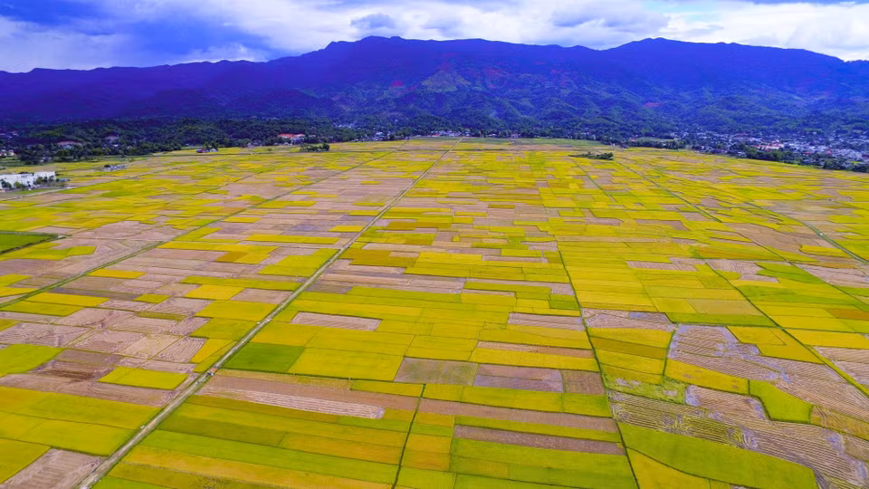 En la temporada de cosecha, vistos desde arriba, el campo Muong Thanh parece paletas de colores vibrantes. (Fuente:VNA)