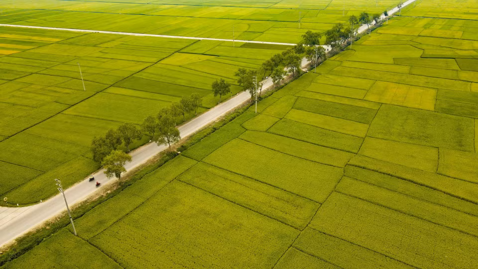 La autopista 279 discurre por el campo Muong Thanh. (Fuente:VNA)