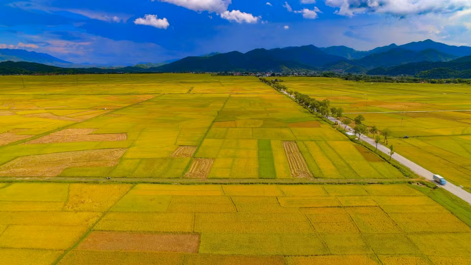 Temporada de arroz dorado en el campo Muong Thanh. (Fuente:VNA)