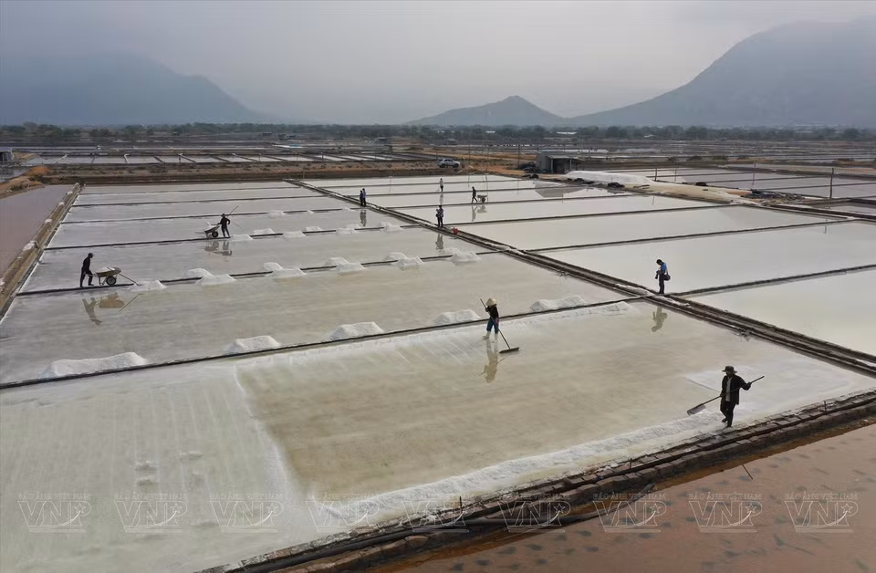 Productores de Ninh Thuan cultivan en los campos de sal de la comuna de Tri Hai. (Fuente:VNA)