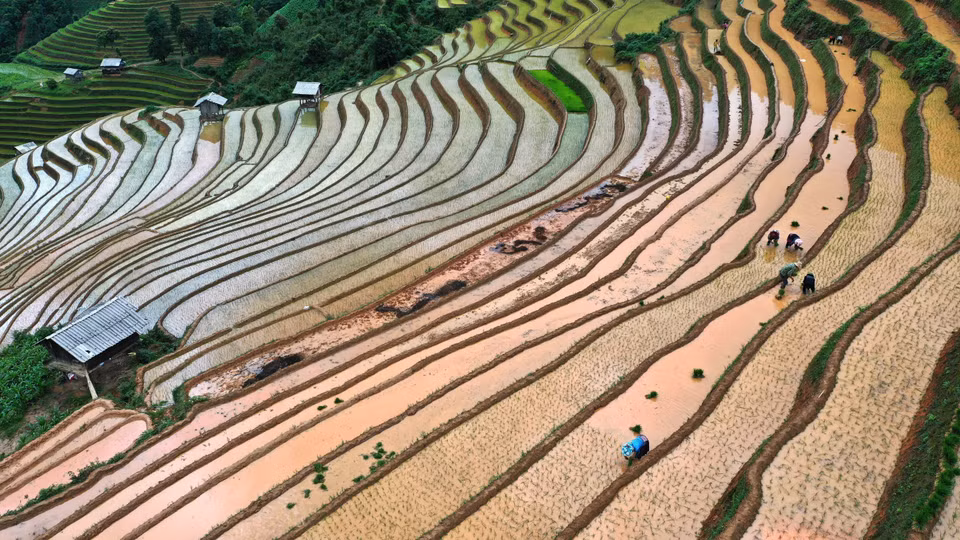 Al llegar a Mu Cang Chai durante la temporada, los visitantes se sumergirán en el aire fresco y observarán desde arriba los arrozales en terrazas que brillan bajo la luz del sol. Foto: Tuan Anh/VNA