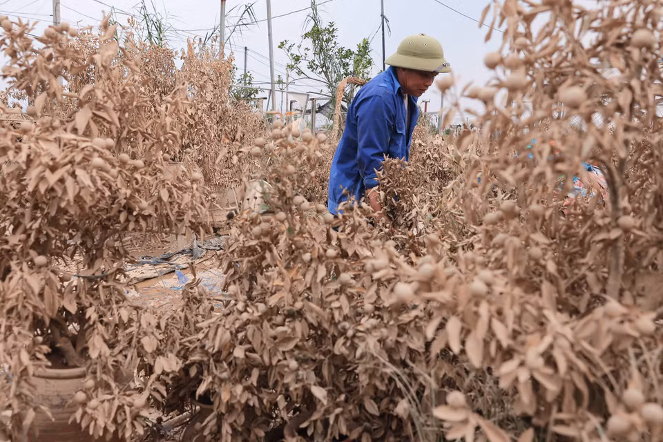 Hoang Tuan Ngoc, jardinero de la aldea de oficios tradicionales de kumquat Tu Lien, recoge plantas muertas. (Fuente:VNA)