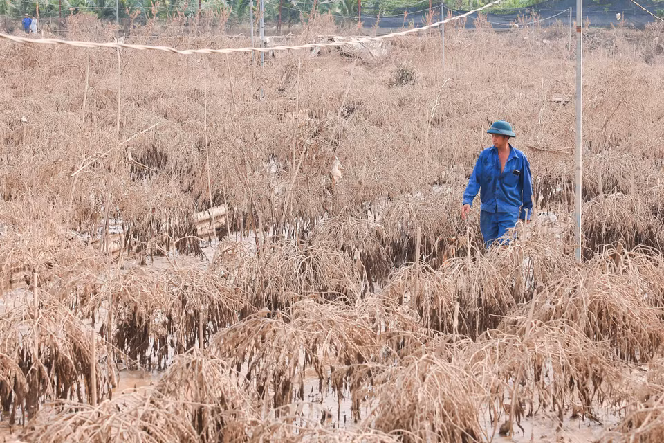 Más de 400 ramas de melocotón pertenecientes a Do Van Thang, residente de la aldea de Phu Thuong, murieron a causa de los inundaciones y los daños se estiman en ocho mil dólares. (Fuente:VNA)