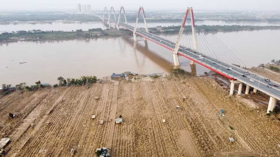La mayor parte de la superficie de cultivo de melocotones a lo largo del río Rojo en la aldea de Phu Thuong (Tay Ho, Hanoi) fue destruida después de la histórica inundación. (Fuente:VNA)