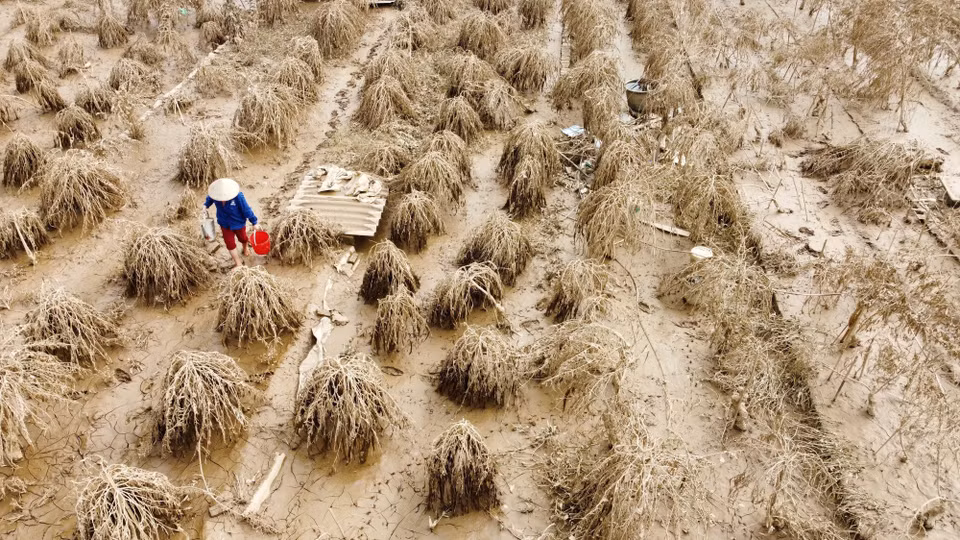 Inundaciones prolongadas provocaron la muerte de plantas de melocotones en la aldea de Phu Thuong, debido a la pudrición de las raíces. (Fuente:VNA)