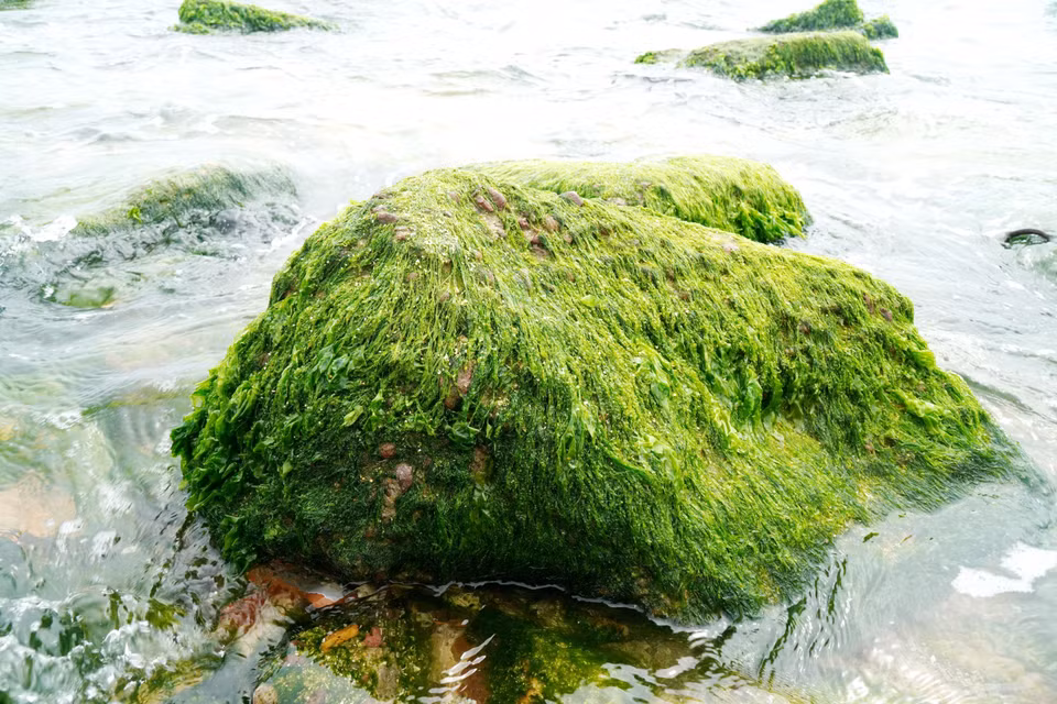 Las rocas naturales, con formas únicas y cubiertas de un vibrante musgo verde, crean un paisaje impresionante y llamativo. (Foto: VNA)