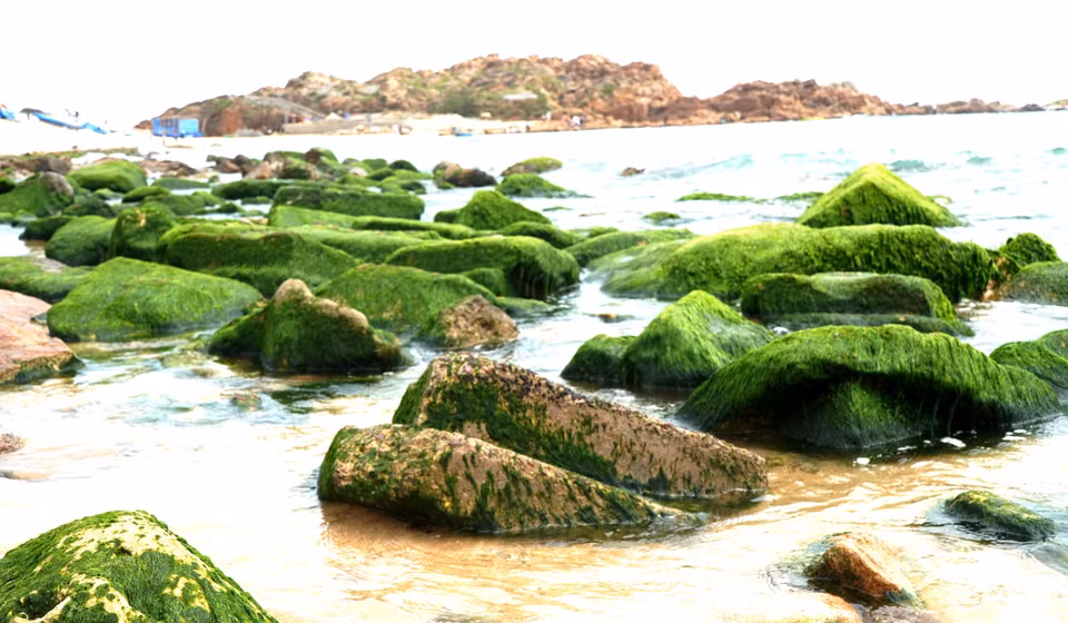 Las rocas naturales, con formas únicas y cubiertas de un vibrante musgo verde, crean un paisaje impresionante y llamativo. (Foto: VNA)