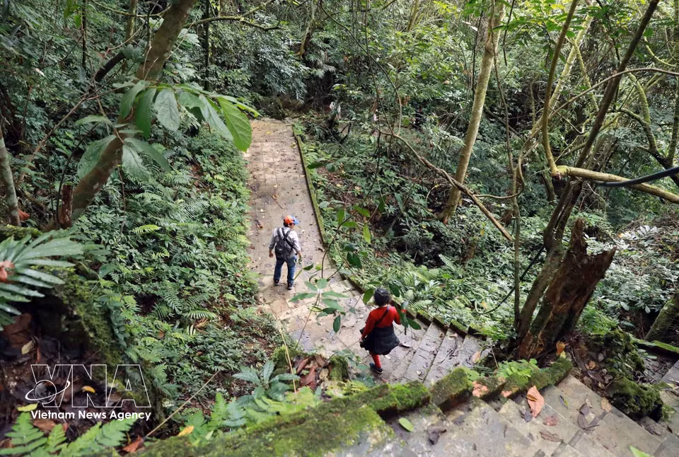 El camino hacia el sistema de cuevas de Pu Sam Cap atraviesa un bosque primario. (Foto: VNA)