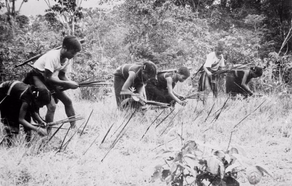 La guerrilla de Dak Lak (en distrito 6, provincia de Gia Lai) reforzó la defensa colocando trampas para evitar la contraofensiva enemiga (1975) (Foto: VNA)