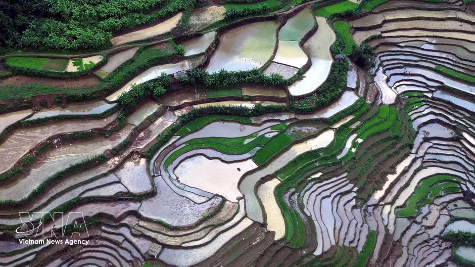 Arrozales en terrazas de la comuna de Muong La, provincia de Son La, durante la temporada de vertido de agua. (Foto: VNA)