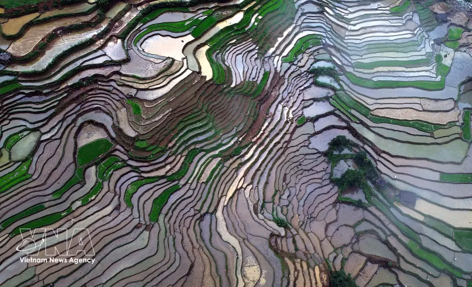 Con el inicio de la temporada de trasplante, el paisaje se cubre del verde intenso las espigas de arroz, que se entrelazan con los espejos de agua de las terrazas, ofreciendo una imagen serena y pintoresca en medio de las montañas del noroeste de Vietnam. (Foto: VNA)