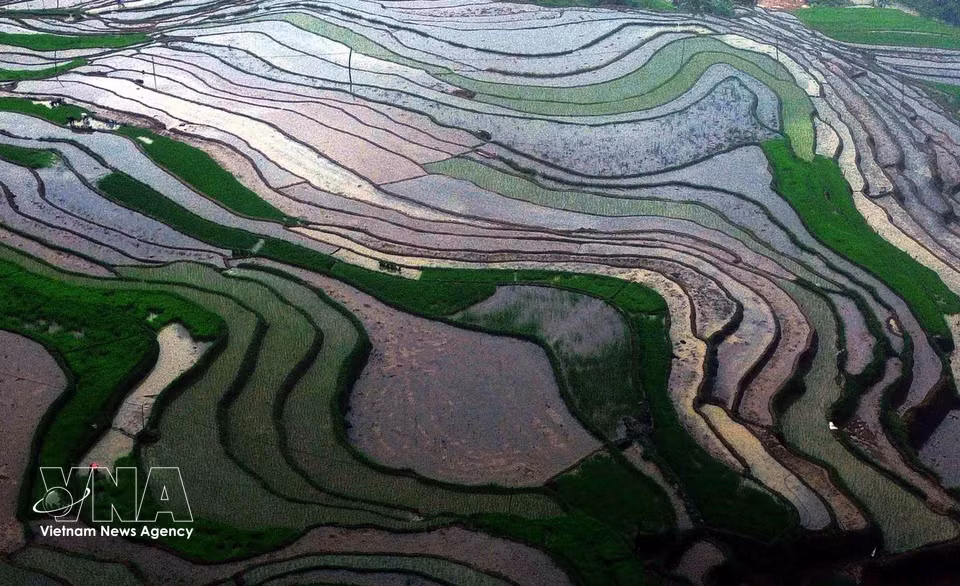 Arrozales en terrazas de la comuna de Muong La, provincia de Son La, durante la temporada de vertido de agua. (Foto: VNA)