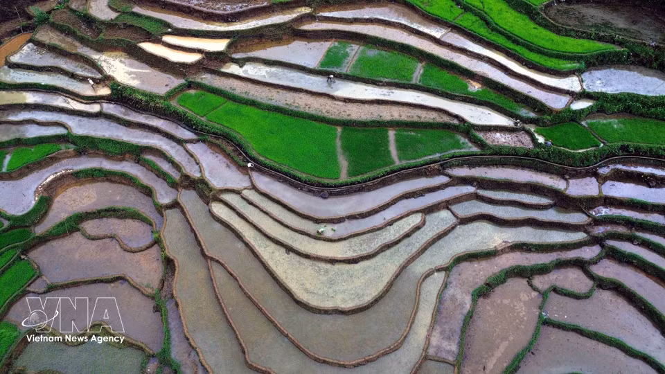 Con el inicio de la temporada de trasplante, el paisaje se cubre del verde intenso las espigas de arroz, que se entrelazan con los espejos de agua de las terrazas, ofreciendo una imagen serena y pintoresca en medio de las montañas del noroeste de Vietnam. (Foto: VNA)