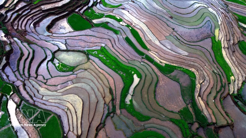 Con el inicio de la temporada de trasplante, el paisaje se cubre del verde intenso las espigas de arroz, que se entrelazan con los espejos de agua de las terrazas, ofreciendo una imagen serena y pintoresca en medio de las montañas del noroeste de Vietnam. (Foto: VNA)
