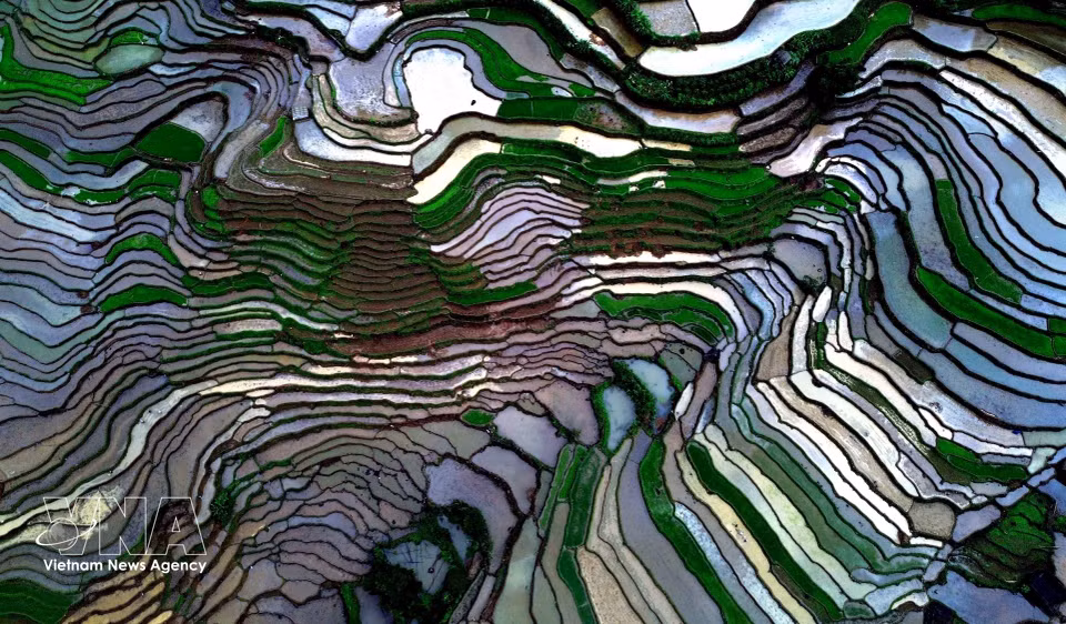 La comuna de Muong La, en la provincia de Son La, cuenta con unas 360 hectáreas dedicadas al cultivo de arroz. Los arrozales en terrazas constituyen una forma tradicional de cultivo de las comunidades étnicas locales. (Foto: VNA)