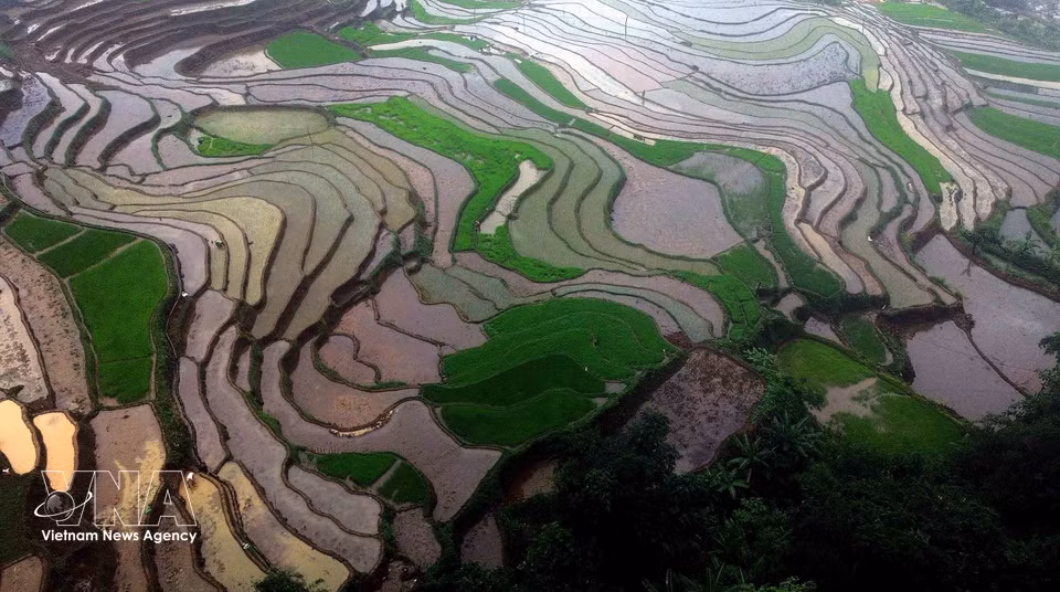 La comuna de Muong La, en la provincia de Son La, cuenta con unas 360 hectáreas dedicadas al cultivo de arroz. Los arrozales en terrazas constituyen una forma tradicional de cultivo de las comunidades étnicas locales. (Foto: VNA)