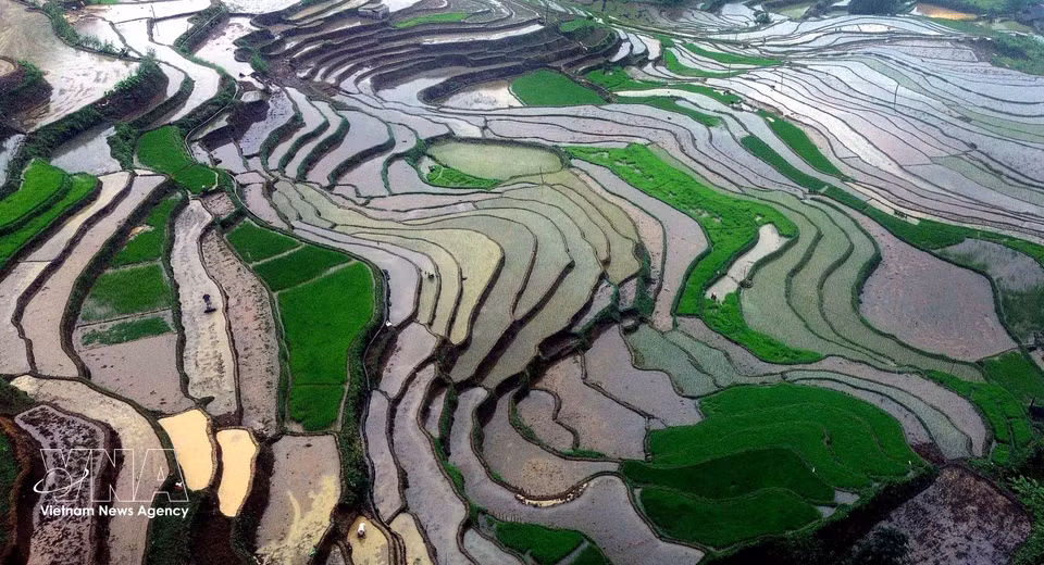 Arrozales en terrazas de la comuna de Muong La, provincia de Son La, durante la temporada de vertido de agua. (Foto: VNA)
