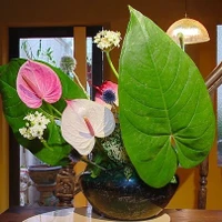Un paraíso de Ikebana en el corazón de Hanoi
