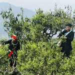 Árboles de té centenarios en temporada en la montaña de Ha Giang 