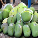 Aumentan valor comercial del mango vietnamita