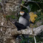 Preservan la población de langures de douc con patas negras en montaña Ba Den 