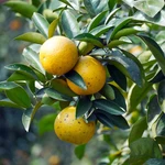 Naranjas de Thuong Loc de Ha Tinh entra en temporada de cosecha
