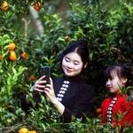 Son La desarrolla la marca mandarina vinculada con el turismo experiencial 