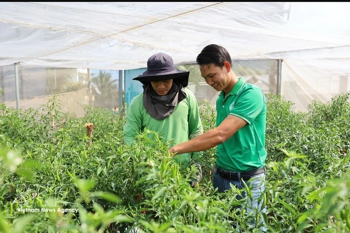 Nguyen Viet Tu (derecha) y el personal técnico de la cooperativa inspeccionan el cultivo de chiles picantes, listo para la cosecha con destino a la exportación a países europeos. (Fuente: VNA)