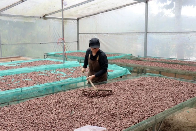 La empresa “Ban Cacao” compra cacao local y produce decenas de productos como cacao en polvo, chocolate y manteca de cacao. (Fuente: VNA)