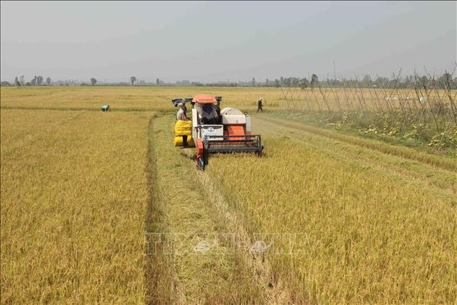 La superficie de producción de arroz de la provincia survietnamita de An Giang es de 600 mil a 620 mil hectáreas/año. (Fuente: VNA) lua-gao-17032025-01.jpg