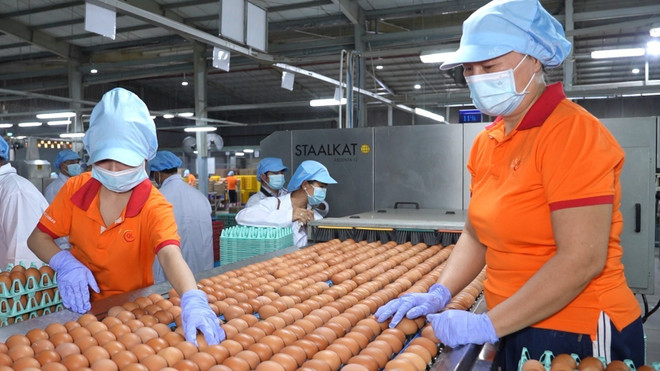 El área de envasado de huevos en la empresa QL Vietnam Agroresources Co., Ltd. (Fuente: VNA) vna-potal-khai-mo-thi-truong-halal-cho-bien-gioi-tay-nam-va-vung-dbscl-8300647.jpg