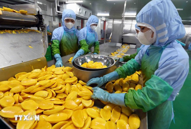 Procesamiento de productos agrícolas para la exportación. (Fuente: VNA) che-bien-nong-san-xuat-khau.jpg