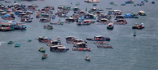 Piscicultura en jaulas en el mar de Phu Quoc (Kien Giang). (Foto: VNA) ca-long-be.jpg