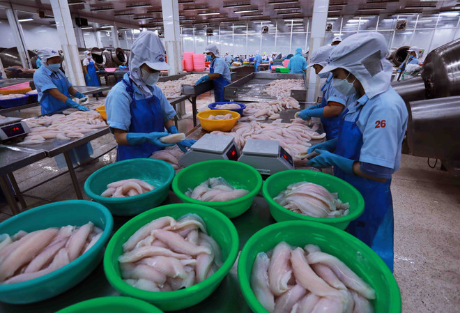 Procesamiento de productos del mar para exportación. (Foto: Vietnam+) 164a0111.jpg