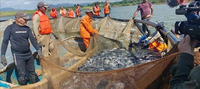 Cosecha de tilapia criada en jaulas en el lago. (Foto: VNA) vna-potal-hon-mot-thap-ky-chuyen-giao-cong-nghe-nuoi-ca-ro-phi-cho-cuba-stand-2.jpg